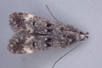 Dichomeris alacella
