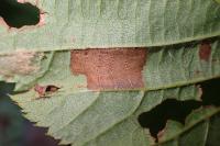 Parornix devoniella
