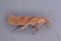 Ypsolopha sylvella