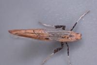 Caloptilia rufipennella