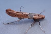 Caloptilia rufipennella