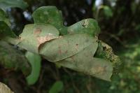 Ancylis mitterbacheriana