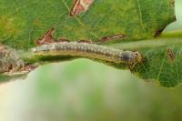 Ancylis mitterbacheriana