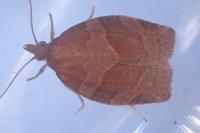 Pandemis heparana