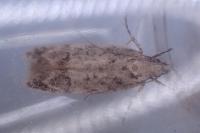 Psoricoptera gibbosella