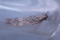 Psoricoptera gibbosella