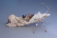 Ypsolopha asperella