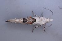 Ypsolopha asperella