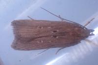 Helcystogramma triannulella