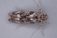 Klimeschiopsis kiningerella