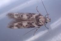 Chionodes electella