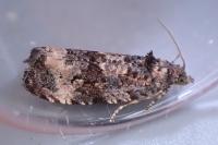 Endothenia oblongana