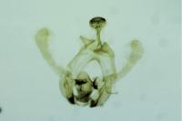 Endothenia oblongana