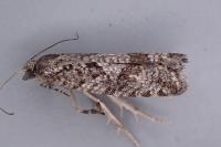 Zeiraphera griseana