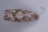 Zeiraphera griseana