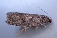 Zeiraphera griseana
