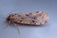 Montescardia tessulatella