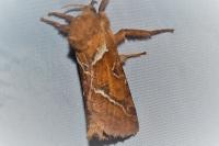 Triodia sylvina