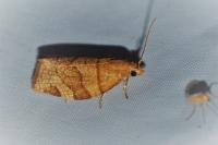 Pandemis cerasana