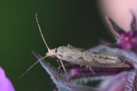 Plutella xylostella