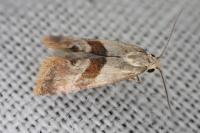 Falseuncaria ruficiliana