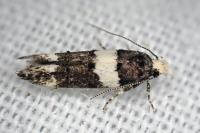 Recurvaria leucatella