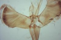 Caloptilia rufipennella