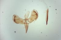Caloptilia rufipennella