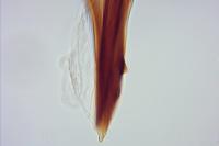 Caloptilia rufipennella
