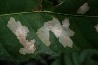 Tischeria ekebladella