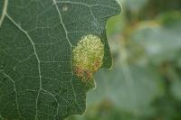 Phyllonorycter sagitella