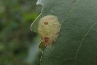 Phyllonorycter sagitella