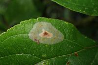 Phyllonorycter corylifoliella