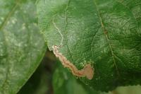 Stigmella malella