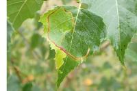 Lyonetia clerkella