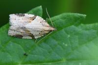 Clepsis spectrana