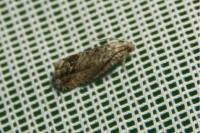 Cydia splendana