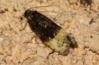 Hedya ochroleucana