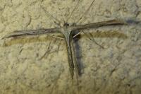 Emmelina monodactyla