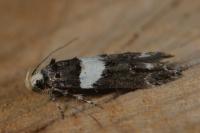 Recurvaria leucatella