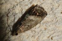 Cydia splendana