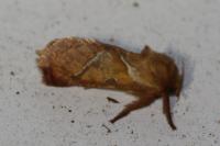 Triodia sylvina