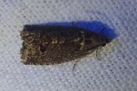 Cydia splendana