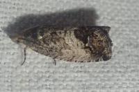Cydia splendana