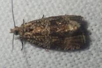 Celypha lacunana