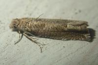 Eucosma