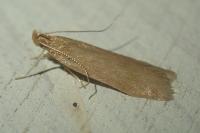 Helcystogramma rufescens