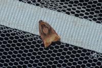 Archips podana