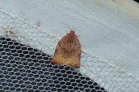 Archips podana