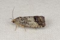 Cydia splendana
